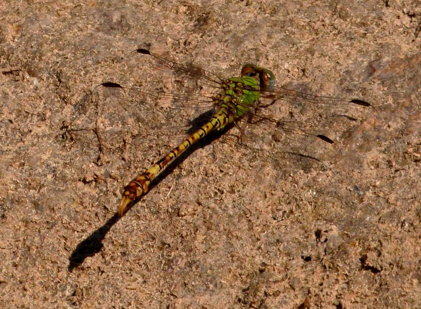 Femmina e maschio di Paragomphus genei